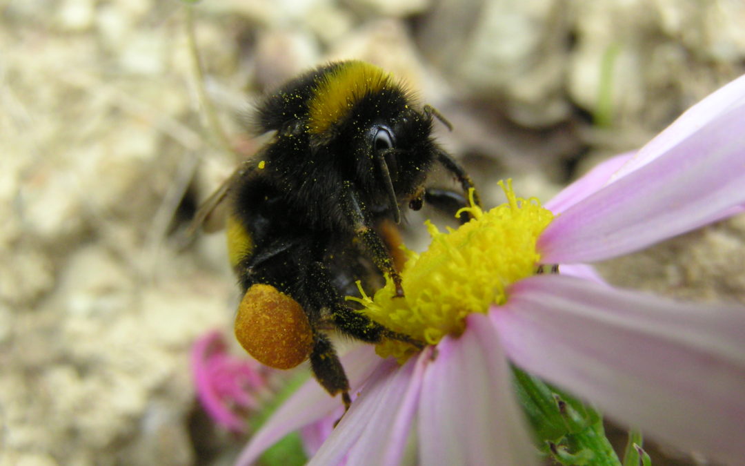 World Bee Day