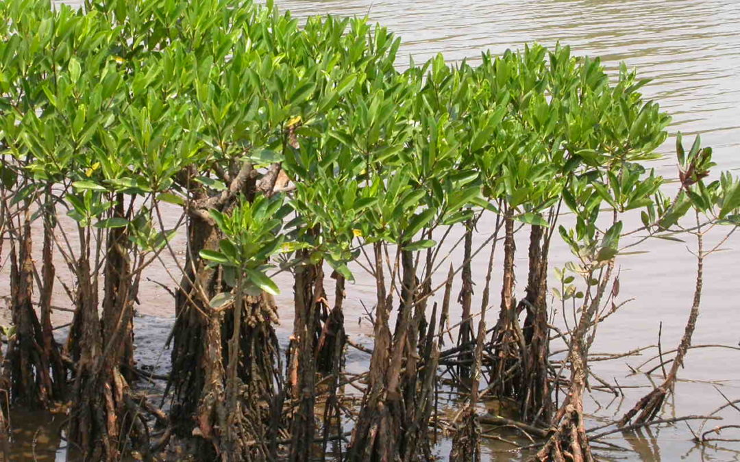 International Day for the Conservation of the Mangrove Ecosystem