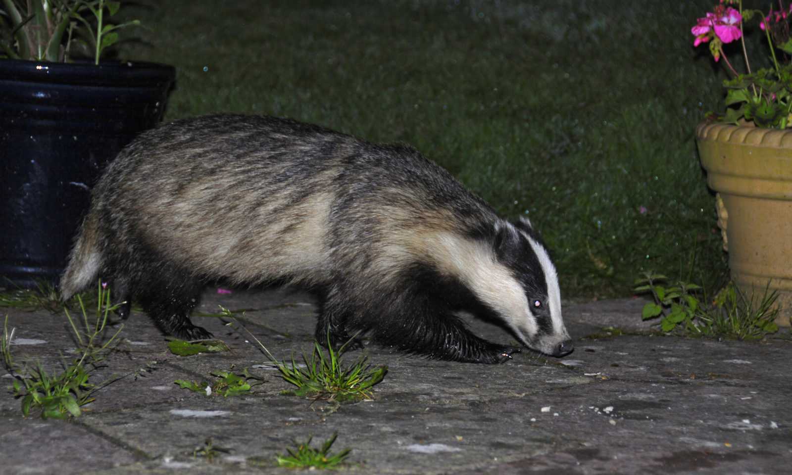 National Badger Day UK