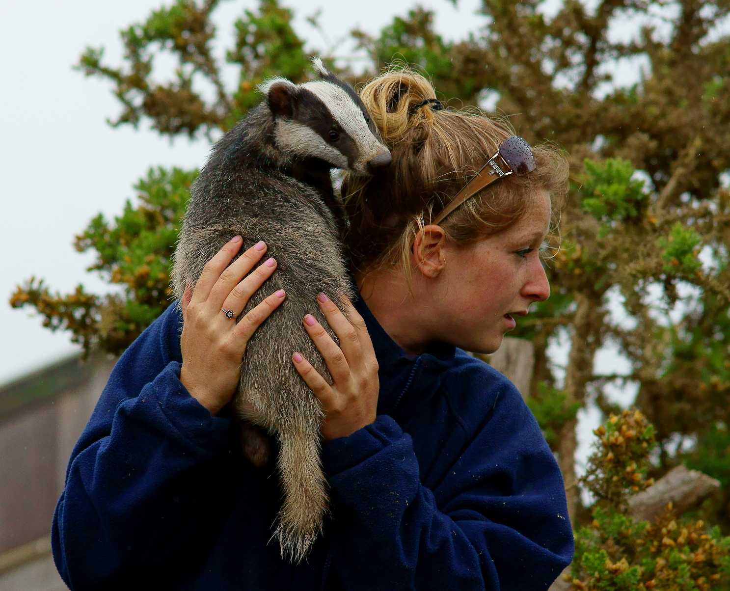 National Badger Day UK