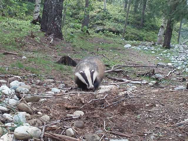 National Badger Day UK