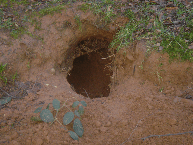 National Badger Day UK